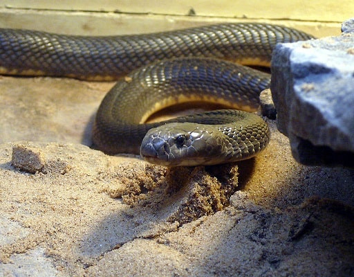 naja oxiana cape cobra