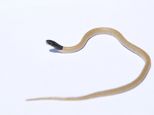 palestinian kukri snake Rhynchocalamus melanocephalus