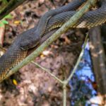 10 Facts About The Mangrove Pitviper