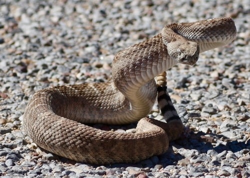 west diamondback crotalus atrox usa