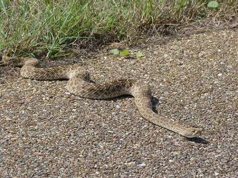 west diamondback rattlesnake crotalus atrox