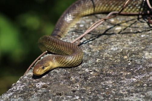 Aesculapian Snake (Zamenis longissimus) austria