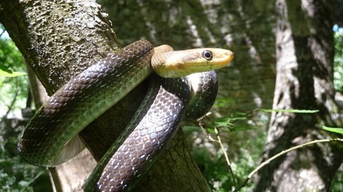 Aesculapian Snake (Zamenis longissimus) france