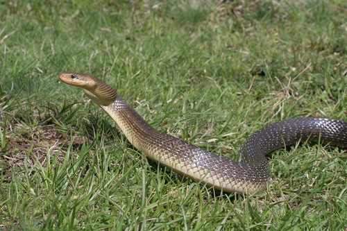 Aesculapian Snake (Zamenis longissimus) serbia