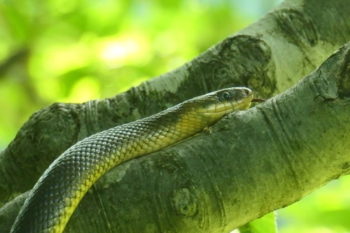 Aesculapian Snake (Zamenis longissimus) slovenia