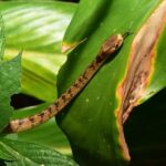 Atayal Slug-eating Snake (Pareas atayal)