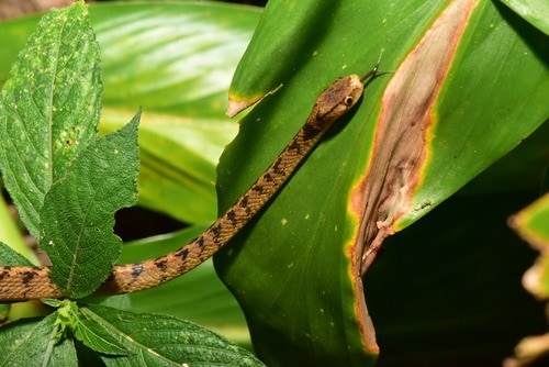 Atayal Slug-eating Snake (Pareas atayal)
