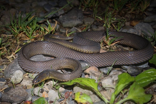 Black Odd-scaled Snake (Achalinus niger)