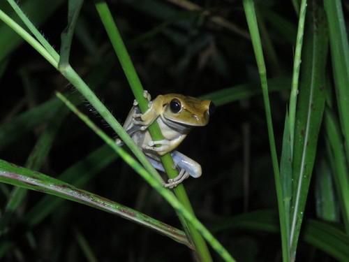 Boana raniceps boettger's sipo chironius