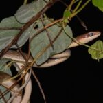 Boettger's Sipo Chironius flavolineatus brazil