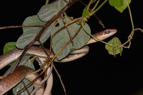 Boettger's Sipo Chironius flavolineatus brazil