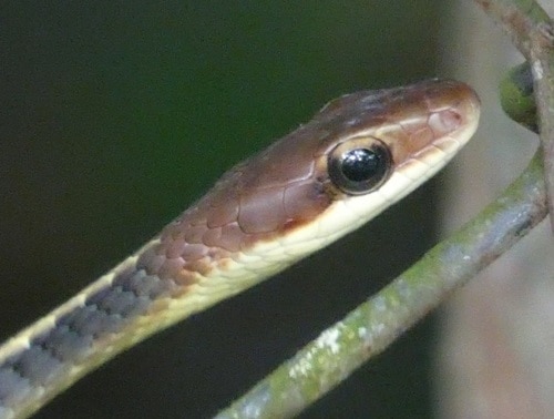 Boettger's Sipo Chironius flavolineatus face