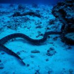 Chinese Sea Krait Laticauda semifasciata