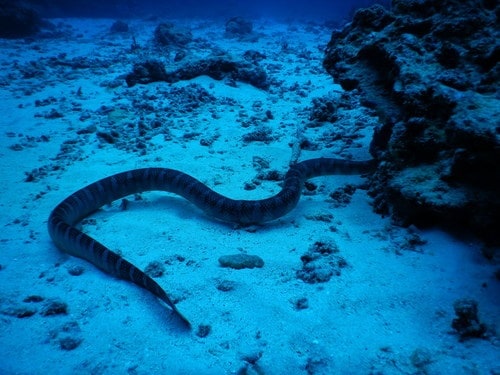 Chinese Sea Krait Laticauda semifasciata