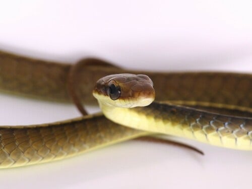 Chironius flavolineatus Boettger's sipo brazil