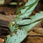 Craspedocephalus malabaricus Malabarian pit viper