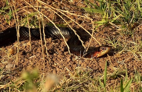 Dolichophis jugularis large whipsnake