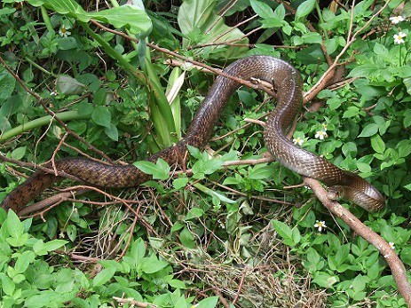 Elaphe carinata taiwan stink snake