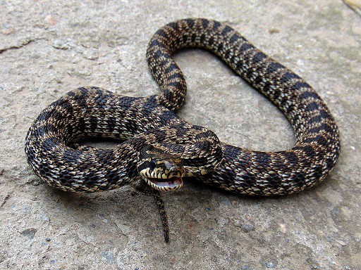 Elaphe sauromates blotched ratsnake