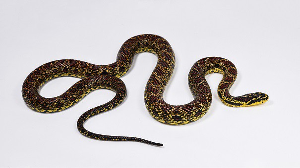 Elaphe xiphodonta blade toothed ratsnake