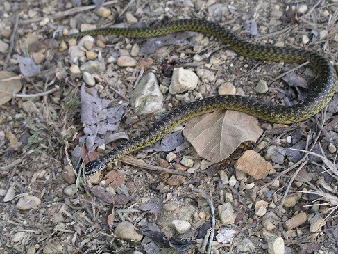 Erythrolamprus cobella trinidad tobogo snake