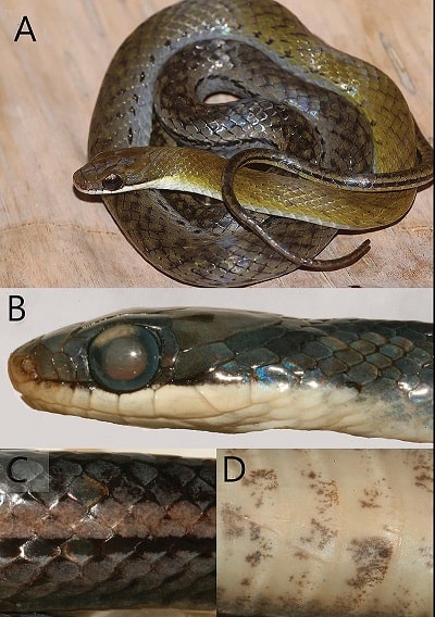 Erythrolamprus pseudoreginae tobogo stream snake