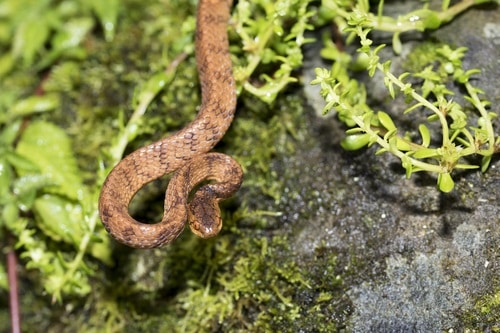 Formosa Slug Snake (Pareas formosensis)