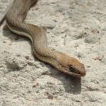 Green Racer (Philodryas nattereri) brazil
