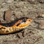 Hognose Snake Heterodon platirhinos morph