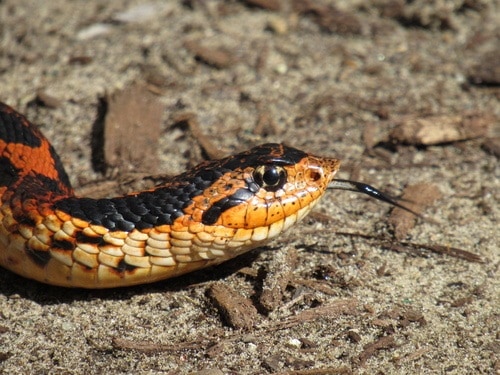 Hognose Snake Heterodon platirhinos morph