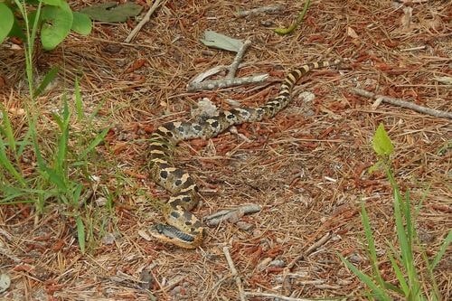 Hognose Snake eastern (Heterodon platirhinos)