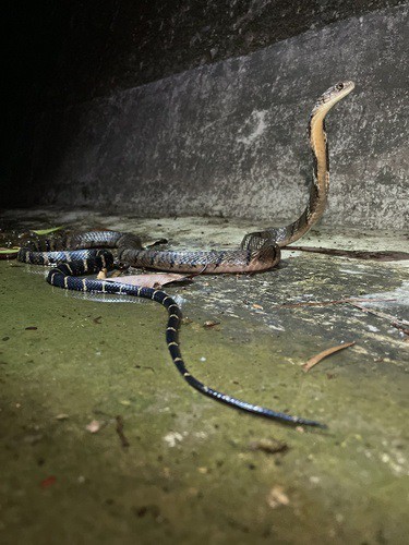 King Cobra (Ophiophagus hannah) dangerous