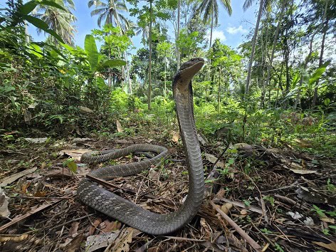 King Cobra Ophiophagus hannah forest