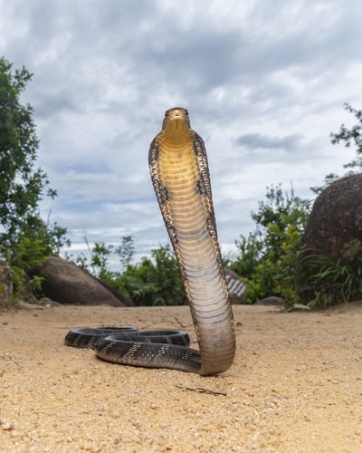 King Cobra (Ophiophagus hannah) hood