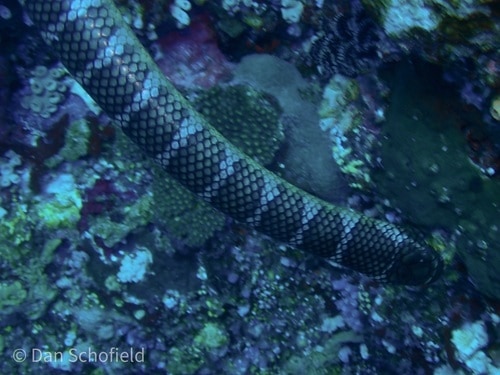 Laticauda semifasciata, black banded sea krait