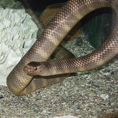 Laticauda semifasciata black banded sea krait