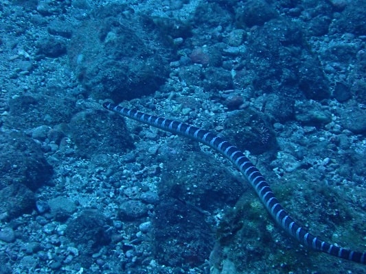 Laticauda semifasciata japanese snake species