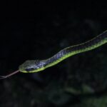 Long Tailed Machete (Chironius septentrionalis)