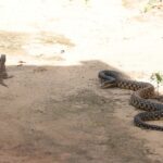 Madagascan Hognose Snake Leioheterodon madagascariensis