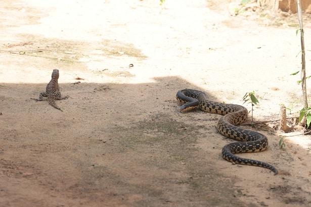 Madagascan Hognose Snake Leioheterodon madagascariensis