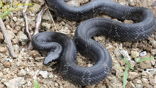 Manchurian Black Ratsnake (Elaphe schrenckii)