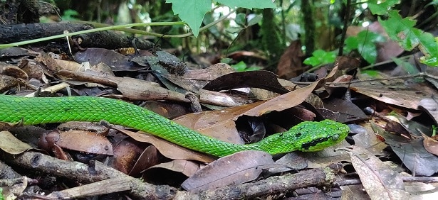 Palm Pit Viper Bothriechis aurifer