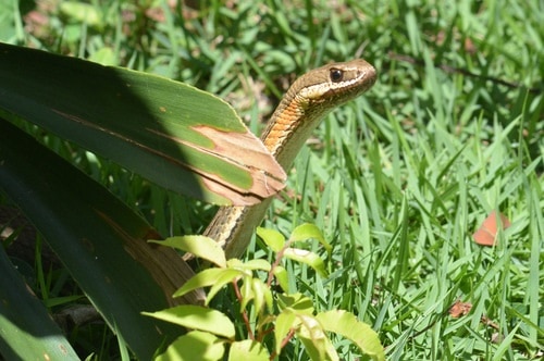 Paraguay Green Racer (Philodryas nattereri)