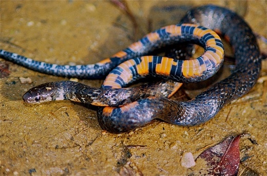 Short Ground Snake (Liophis breviceps)