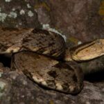 Terciopelo Bothrops asper costa rica