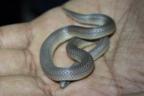 Three-lined Ground Snake (Atractus trilineatus)