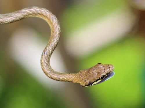 Trinidad Upland Parrot Snake (Leptophis stimsoni)