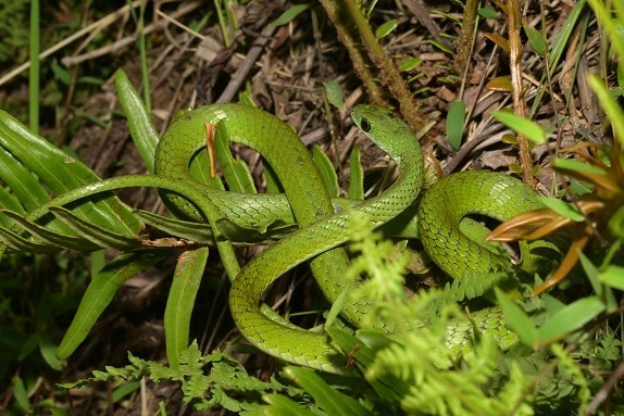 Western Green Snake Philothamnus angolensis