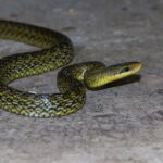 elaphe hodgsoni hodgson's ratsnake