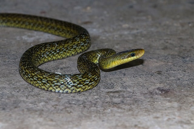 elaphe hodgsoni hodgson's ratsnake